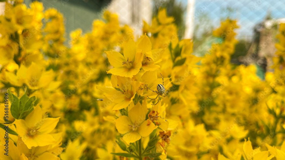 Japanese kerria flowers, Japanese spring flowers, beautiful yellow Japanese kerria flowers, Japanese spring flowers, beautiful yellow