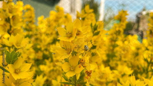 Japanese kerria flowers  Japanese spring flowers  beautiful yellow