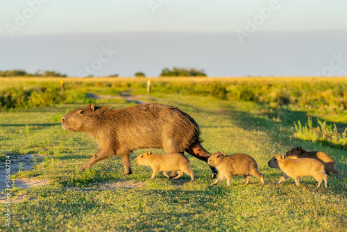 Capybara