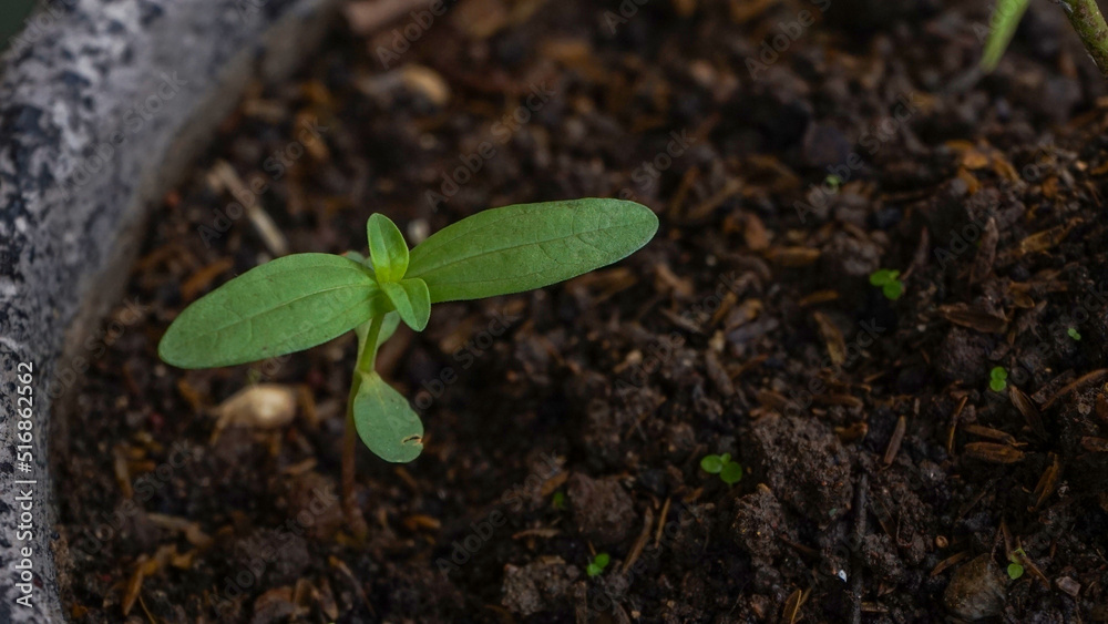 Naklejka premium green plant
