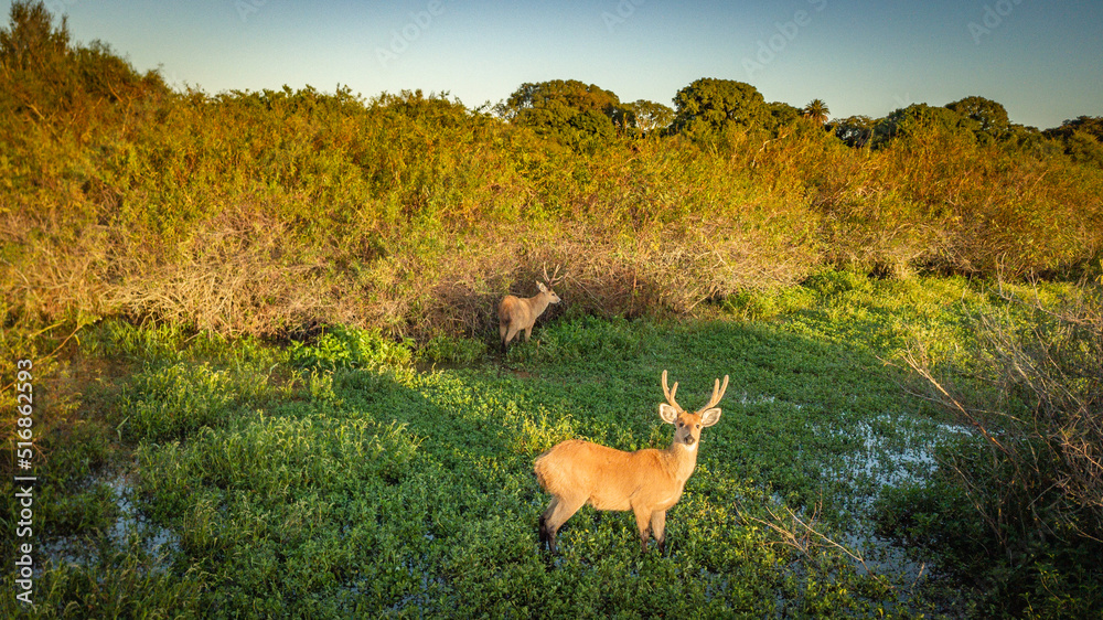 Fototapeta premium deer in the woods