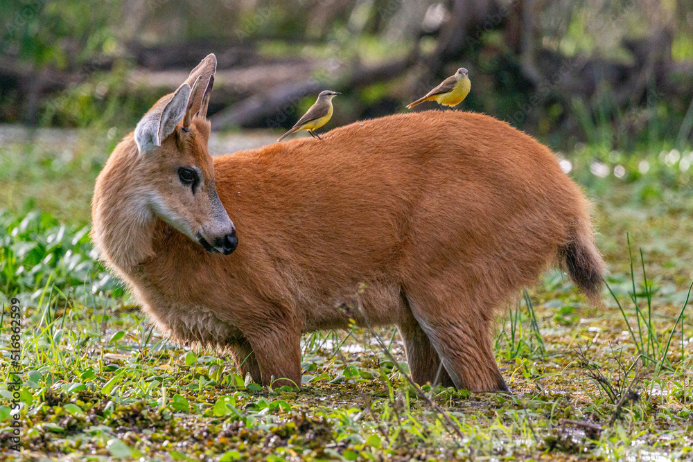 Fototapeta premium deer in the grass