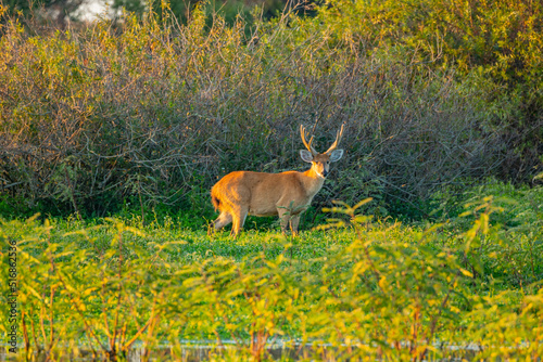 Marsh Deer photo