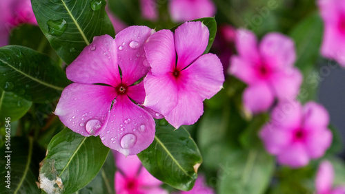 flowers in the garden