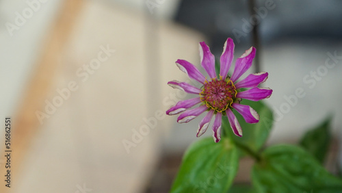 close up of a pink flower