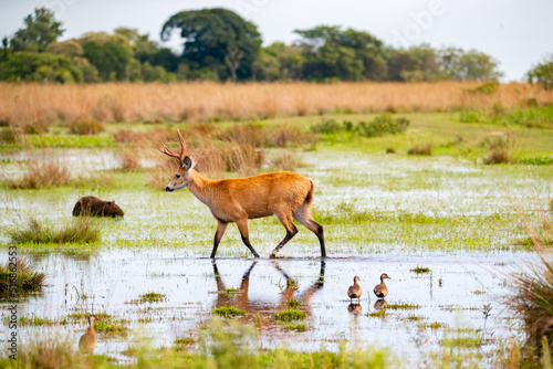 Marsh Deer photo