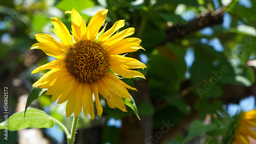 sunflower on the field