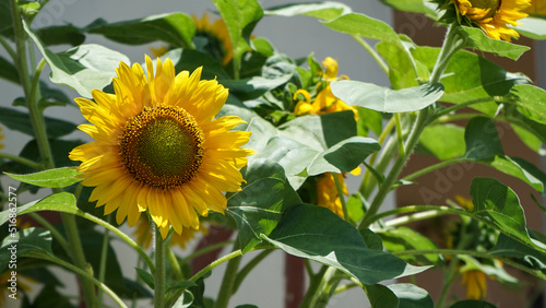 sunflower in the garden