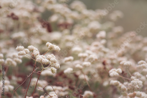 Dusty white blooms of the eriogonum fasciculatum flat topped buckwheat cluster together under the warm desert sunshine photo