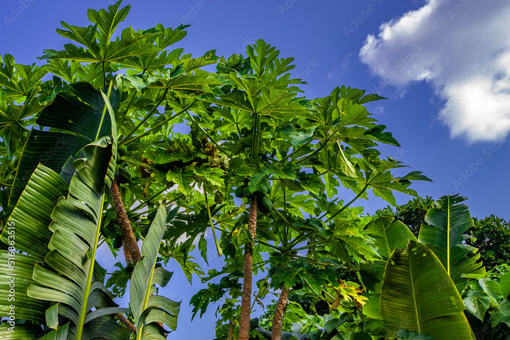 Obraz premium 茅打ちバンタ