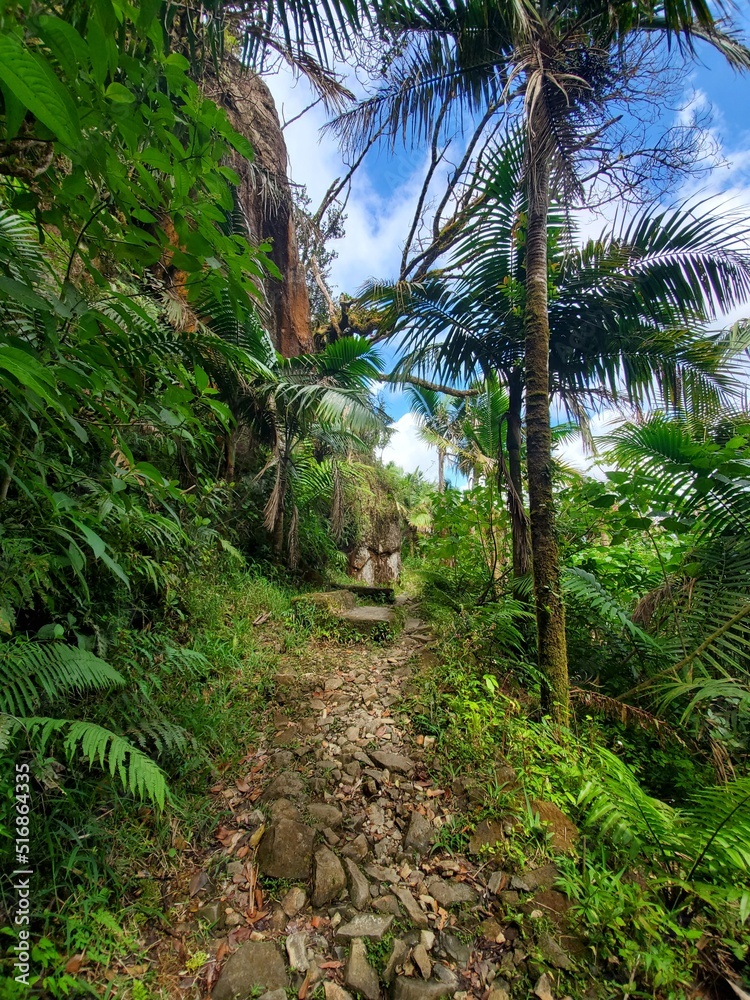 Fototapeta premium Path in the forest Puerto Rico.