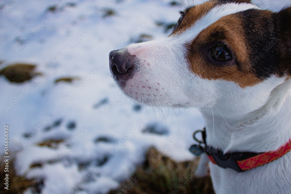 Close up portrait of a young Jack Russell Terrier dog outdoors, with snow covered ground in the background