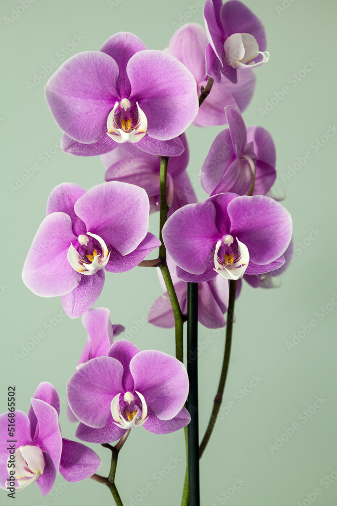 Isolated Purple Phalaenopsis orchids with a white center bloom Isolated Purple Phalaenopsis orchids with a white center bloom