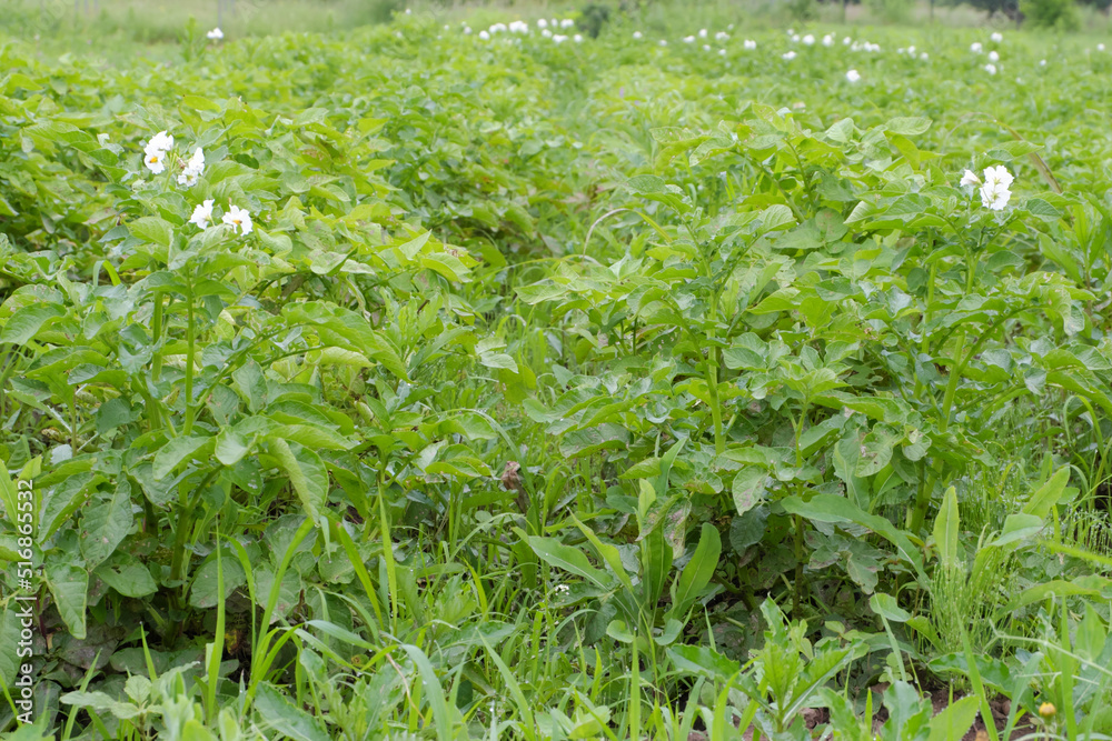 Potato field with beds of flowering potato bushes in close-up