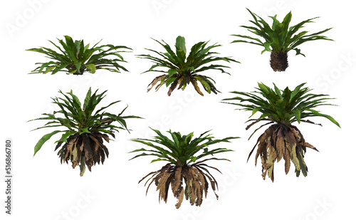 Tropical plants on a white background © jomphon