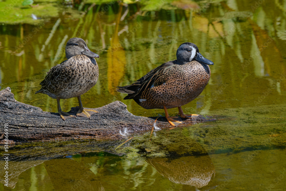 Blue-winged Teal