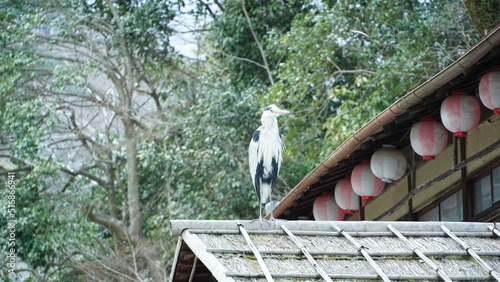 Grey heron above the house