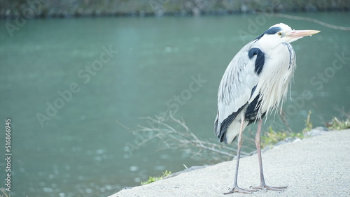 grey heron Ardea cinerea