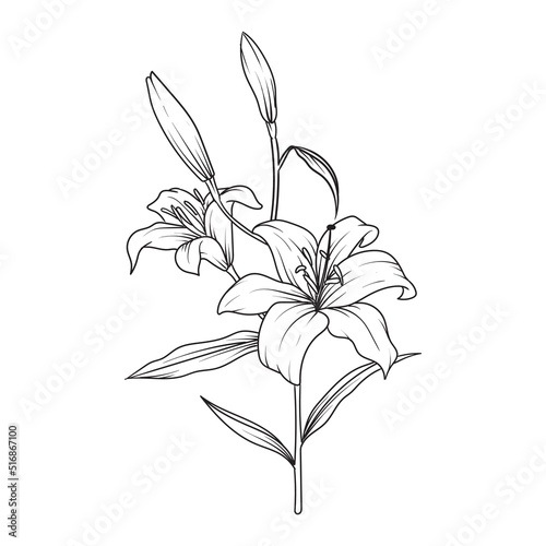 Fototapeta Naklejka Na Ścianę i Meble -  beautiful flower or wild flower drawing