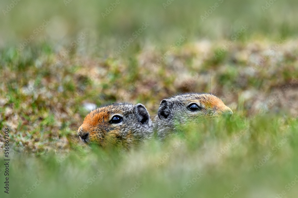 Columbian ground squirrel (Urocitellus columbianus) standing at the entrance of its burrow in Ernest Calloway Manning Park, British Columbia, Canada Columbian ground squirrel (Urocitellus columbianus) standing at the entrance of its burrow in Ernest Calloway Manning Park, British Columbia, Canada