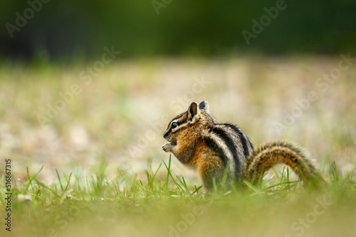 A cute and playful chipmunk running, jumping, sitting and eating on an old tree trunk in E.C. Manning Park, British Columbia, Canada
