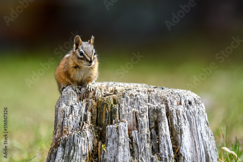 A cute and playful chipmunk running, jumping, sitting and eating on an old tree trunk in E.C. Manning Park, British Columbia, Canada
