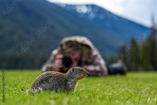 A nature photographer on the ground taking photos of Columbian ground squirrel (Urocitellus columbianus) in Ernest Calloway Manning Park, British Columbia, Canada photo