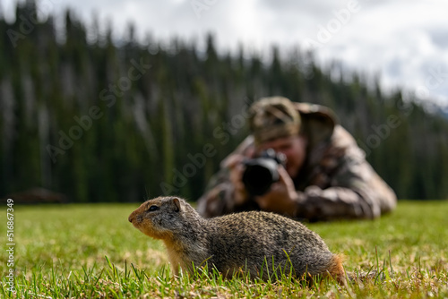 A nature photographer on the ground taking photos of Columbian ground squirrel (Urocitellus columbianus) in Ernest Calloway Manning Park, British Columbia, Canada photo