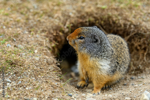 Columbian ground squirrel (Urocitellus columbianus) standing at the entrance of its burrow in Ernest Calloway Manning Park, British Columbia, Canada