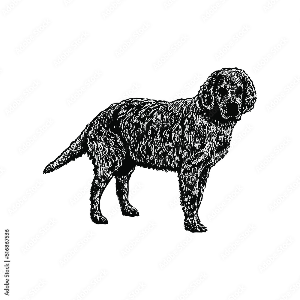Dalmadoodle hand drawing vector illustration isolated on background Dalmadoodle hand drawing vector illustration isolated on background