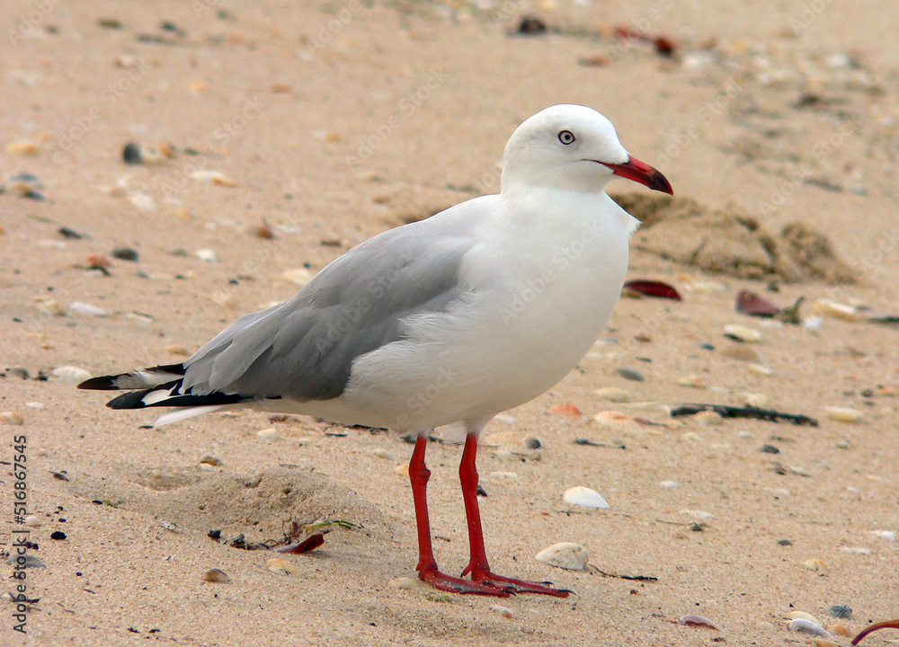 Fototapeta premium A silver gull bird standing on a beach