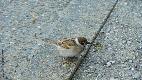 Little Sparrow