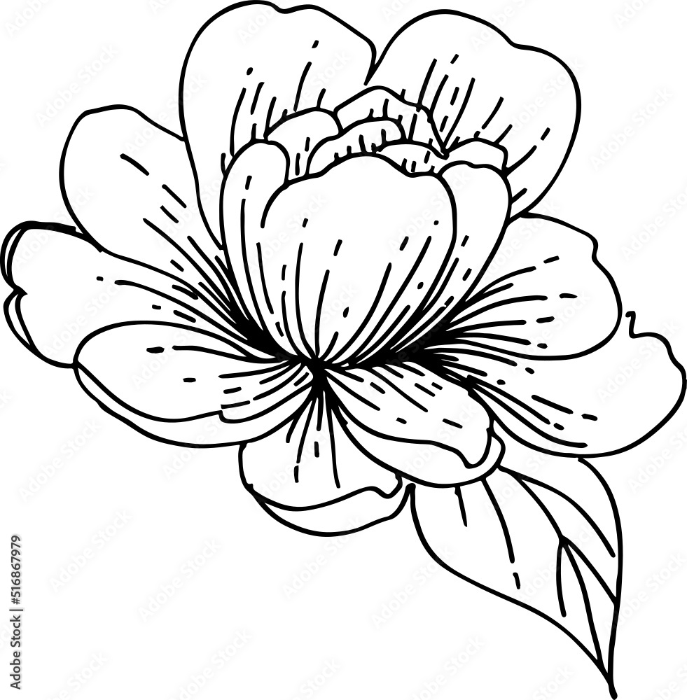 handrawn flower line art handrawn flower line art