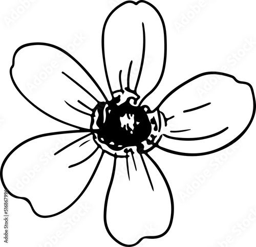 handrawn flower line art