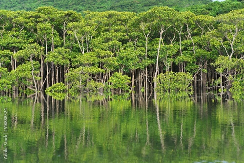 Okinawa,Japan - July 2, 2022: Mangrove forest in the morning on Maira river in Iriomote island, Okinawa, Japan 
 photo