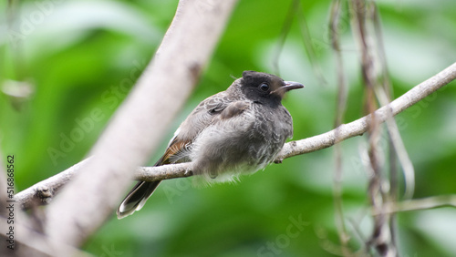 A Red-vented Bulbul bird (Pycnonotus Cafer) sitting on the tree branch and relaxing in the jungle photo