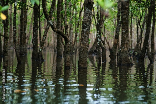 Okinawa,Japan - July 2, 2022: Mangrove forest in the morning on Maira river in Iriomote island, Okinawa, Japan 