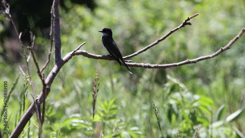 Eastern Kingbird perched on branch Eastern Kingbird perched on branch