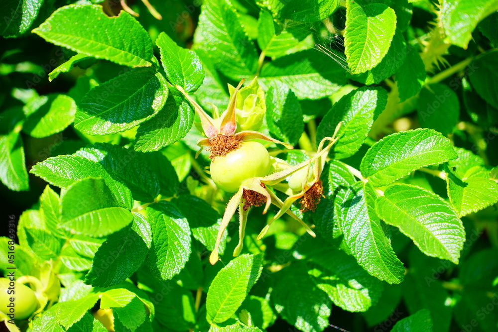 The Rose hip, also known as rose haw or rose hep, is the fruit of the rose plant. The Rose hip, also known as rose haw or rose hep, is the fruit of the rose plant.