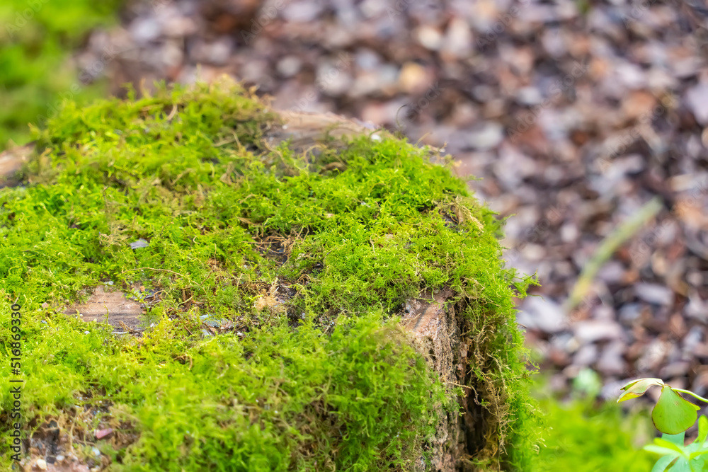 Moss is used for gardens and bonsai as a aesthetic sense Moss is used for gardens and bonsai as a aesthetic sense