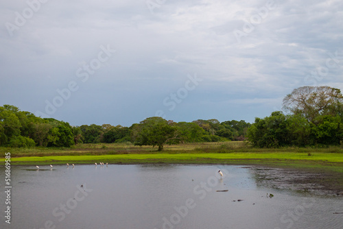 Pantanal, Mato Grosso do Sul, Brasil photo