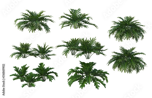 Plants on a white background