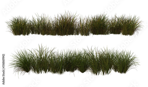 Grass blossoms on a white background