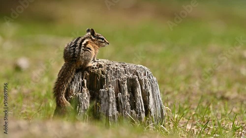 A cute and playful chipmunk running, jumping, sitting and eating on an old tree trunk in E.C. Manning Park, British Columbia, Canada
