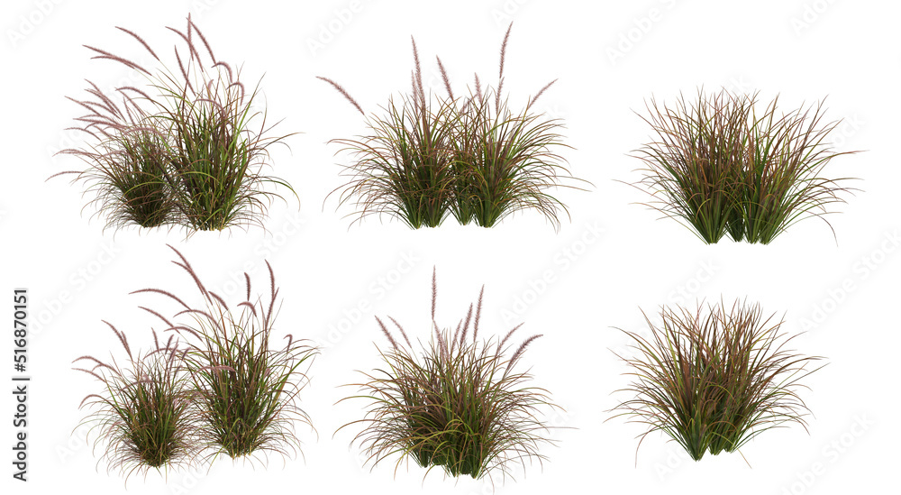 Obraz premium Grass blossoms on a white background