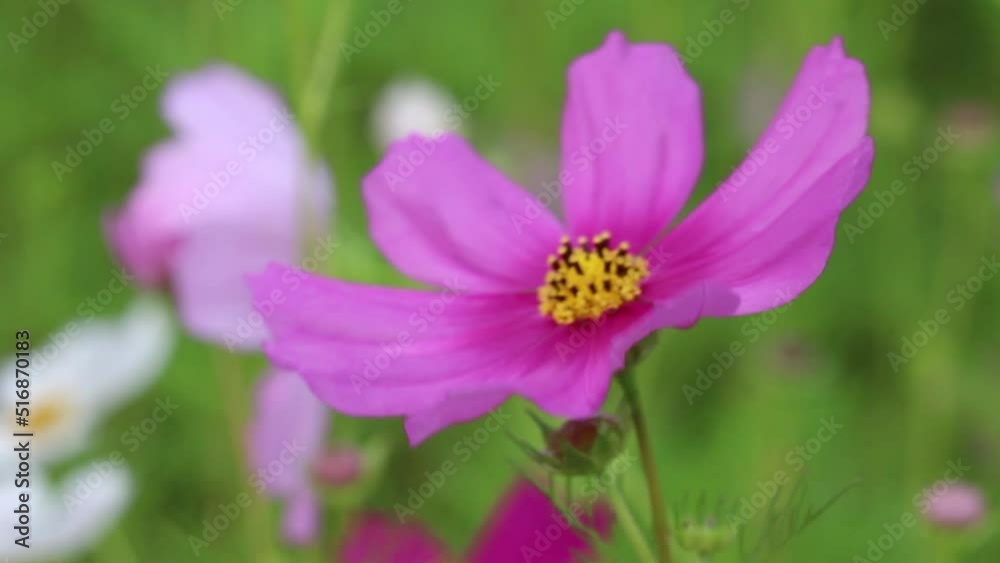 Pink flowers cosmos sulphureus bipinnatul with light wind in garden background Pink flowers cosmos sulphureus bipinnatul with light wind in garden background