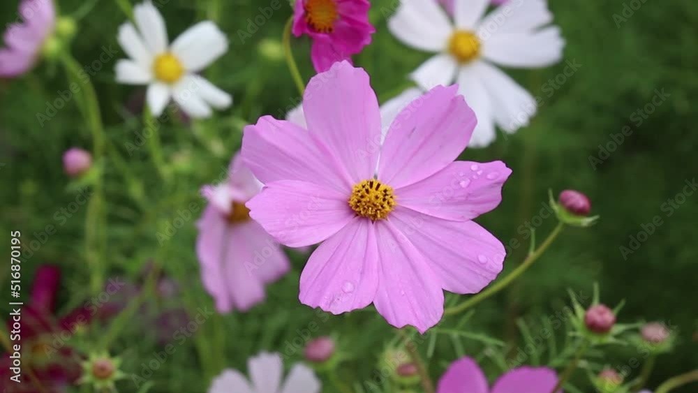 Pink cosmos sulphureus bipinnatus flower with water drops blooming in garden background after raining Pink cosmos sulphureus bipinnatus flower with water drops blooming in garden background after raining
