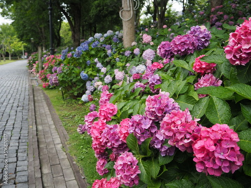 Fototapeta Naklejka Na Ścianę i Meble -  the beautiful hydrangeas in Japan