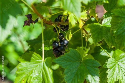 Black currant ripens on the bush © Valery Kleymenov