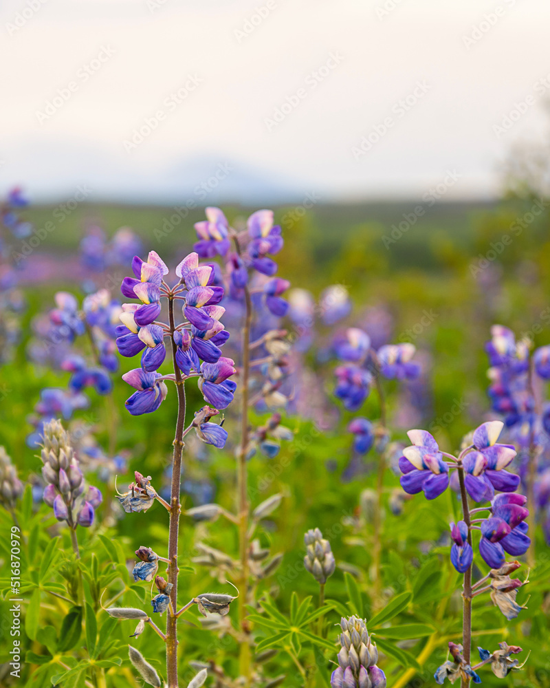 Obraz premium Beautiful blue-purple lupine wildflowers blooming in a meadow, as a nature background